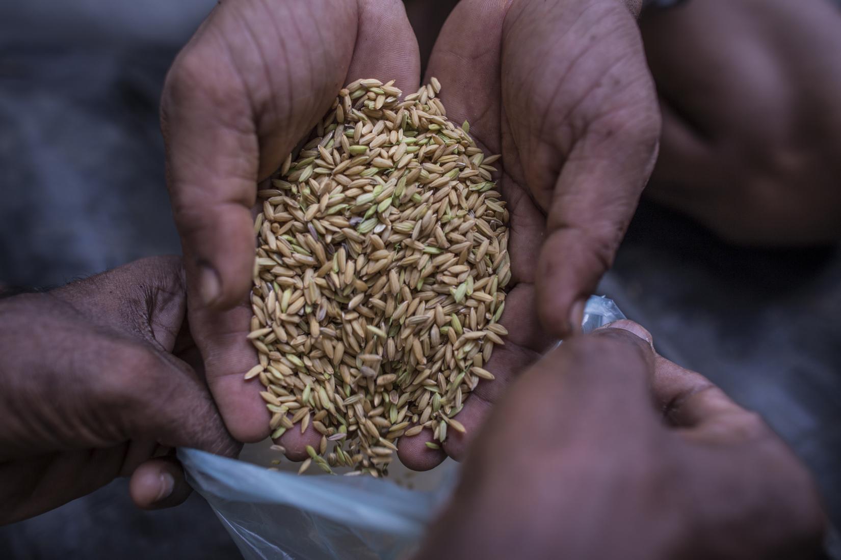 Food Security and Nutrition Improvement Initiative